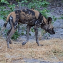 African Wild Dog