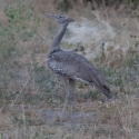 Kori Bustard