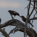 red billed buffalo weaver