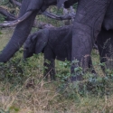 Baby Elephant