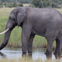 Male Elephant