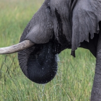 Male Elephant