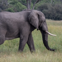 Male Elephant