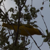 Golden Oriole