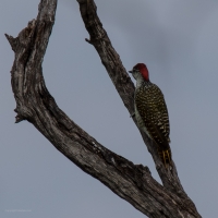 Bennett's Woodpecker