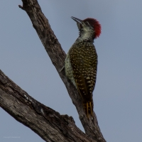 Bennett's woodpecker