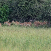 Impala