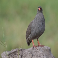 Swainson's Spurfowl