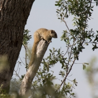 Tree Squirrel