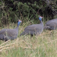 Helmeted Guinea fowl