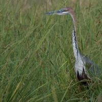 Goliath Heron