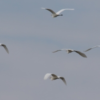 Egret