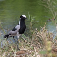 Blacksmith Plover