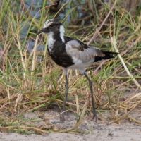 Blacksmith Plover