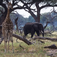 Giraffe and Elephant