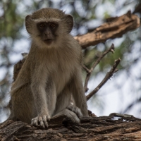 Vervet Monkey