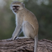 Vervet Monkey