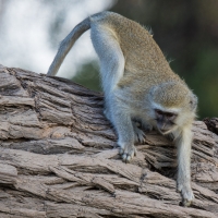 Vervet Monkey