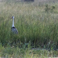 Wattled crane