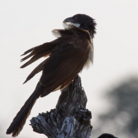 Senegal coucal