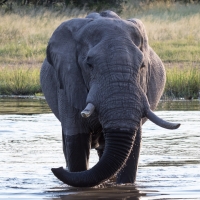 Male Elephant