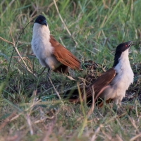 Senegal coucal