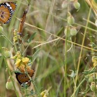 Monarch Butterflies