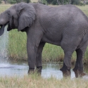 Male Elephant