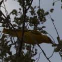 Golden Oriole