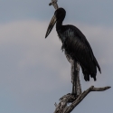 African Open Billed Stork.