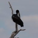 African Open Billed Stork.