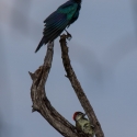 Burchell's Starling and Bennett's woodpecker