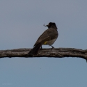 African Red-eyed Bulbul