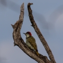 Bennett's woodpecker