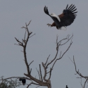 African Fish Eagle