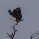 African Fish Eagle