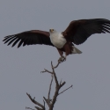 African Fish Eagle