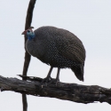 Helmeted Guinea fowl