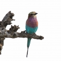 Lilac breasted Roller