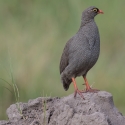 Swainson's Spurfowl