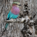 Lilac breasted Roller