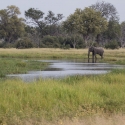 Male Elephant