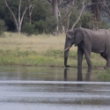 Male Elephant