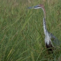 Goliath Heron