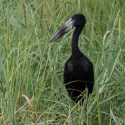 African Open Billed Stork