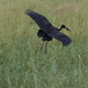 African Open Billed Stork