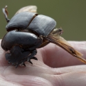 Dung Beetle