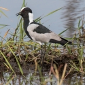 Blacksmith Plover