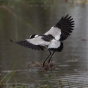 Blacksmith Plover