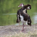 Spur winged geese